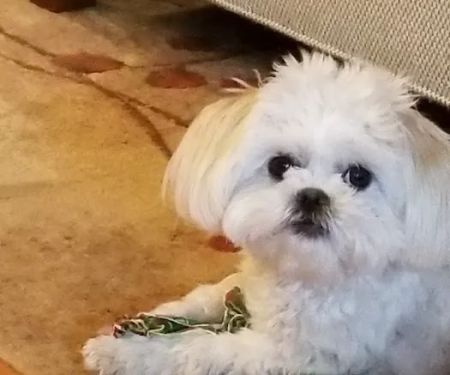 Spring Valley Vet Clinic