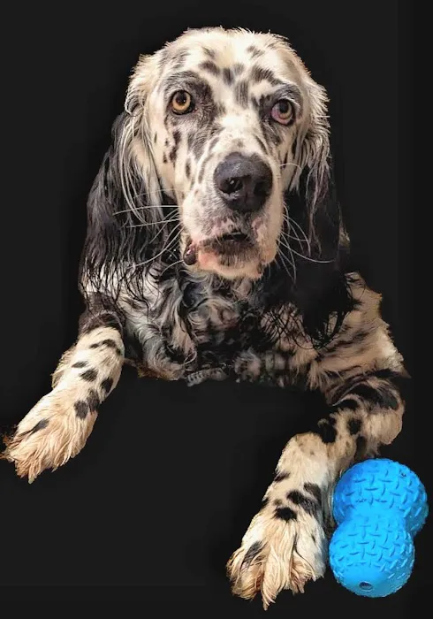 Companion Animal Care Center Picture 1