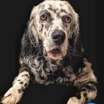 Companion Animal Care Center