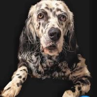 Companion Animal Care Center ico