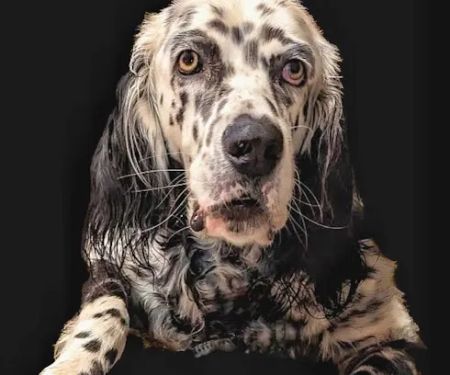 Companion Animal Care Center