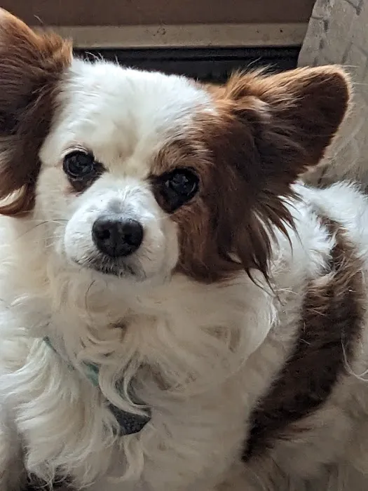 Companion Animal Care Center Picture 6