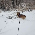 Valley Veterinary Clinic