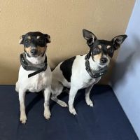 Hillcrest Veterinary Service ico