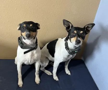 Hillcrest Veterinary Service