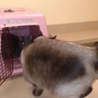 Alexandria Veterinary Clinic ico
