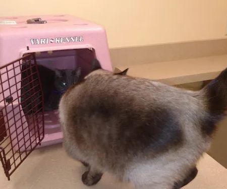 Alexandria Veterinary Clinic