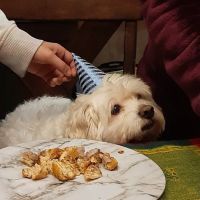 Oregon Veterinary Referral Associates ico