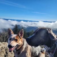 Q Street Animal Hospital ico