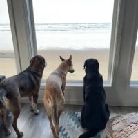 Edgewood Animal Clinic ico