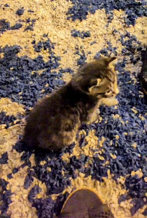 Main Street Spay Neuter- Low Cost Spay/Neuter & wellness Clinic Picture 3