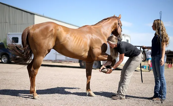 Eclipse Equine Picture 1