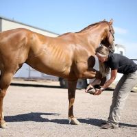 Eclipse Equine ico