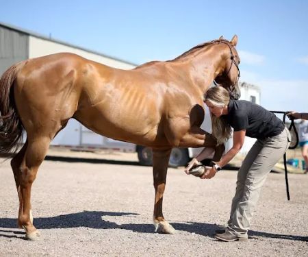 Eclipse Equine