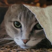 Paws 'N Claws Veterinary Clinic ico