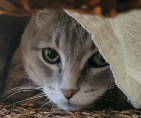 Paws 'N Claws Veterinary Clinic