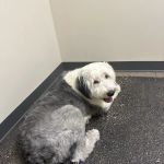 Vetco Total Care Animal Hospital