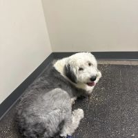 Vetco Total Care Animal Hospital ico