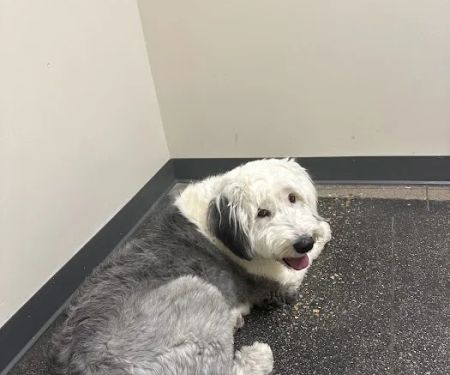 Vetco Total Care Animal Hospital