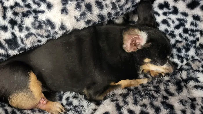 Vetco Total Care Animal Hospital Picture 4