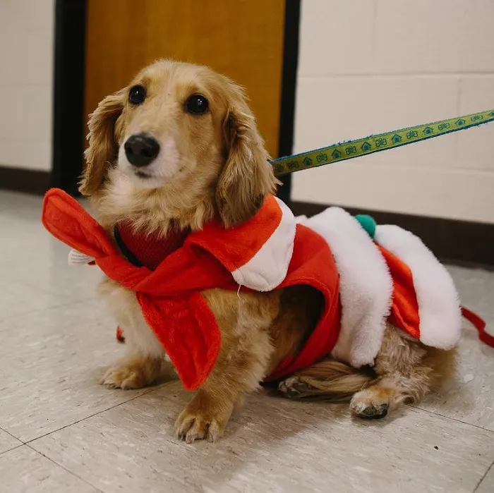Colorado State University Veterinary Teaching Hospital Picture 10