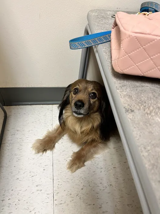 CSU Flint Animal Cancer Center Picture 1