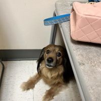 CSU Flint Animal Cancer Center ico