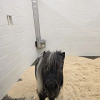 Johnson Family Equine Hospital ico