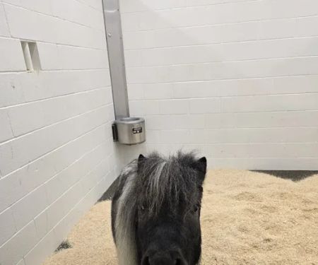 Johnson Family Equine Hospital