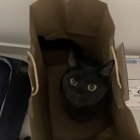 Rodgers Veterinary Care ico