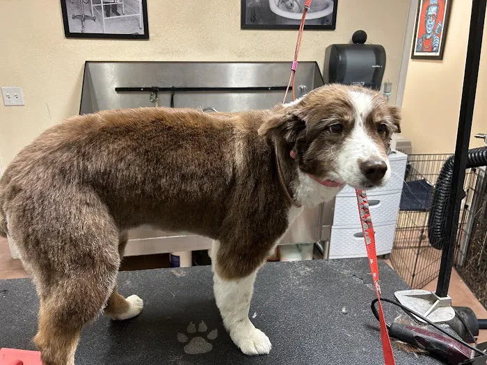 Tabby Road Animal Hospital Picture 6