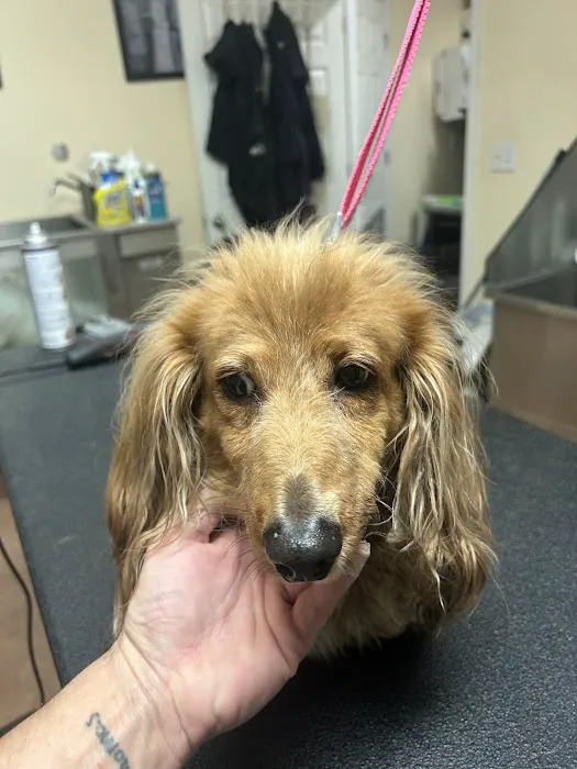 Tabby Road Animal Hospital Picture 7