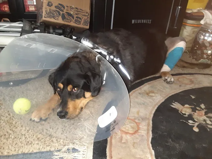 Tabby Road Animal Hospital Picture 8