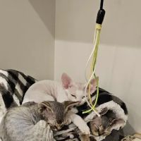 Northern Colorado Veterinary Center ico