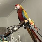 Medical Center For Birds