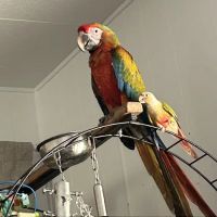Medical Center For Birds ico