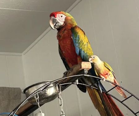 Medical Center For Birds