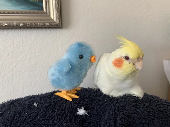 Medical Center For Birds Picture 2