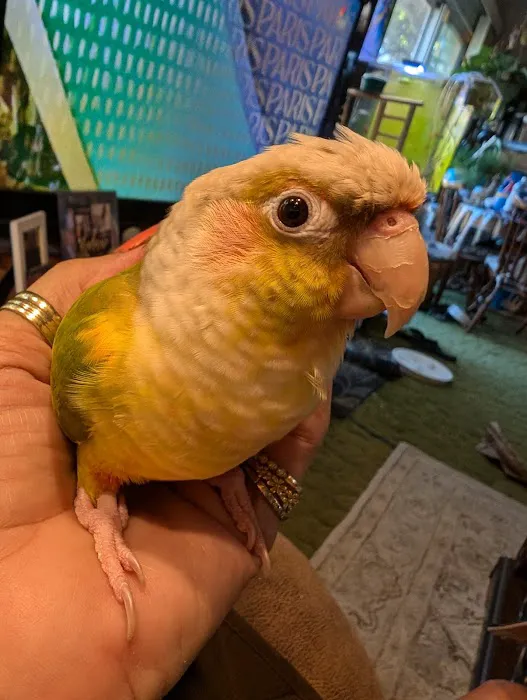 Medical Center For Birds Picture 4