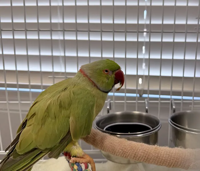 Medical Center For Birds Picture 5