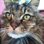 Fairview Animal Hospital