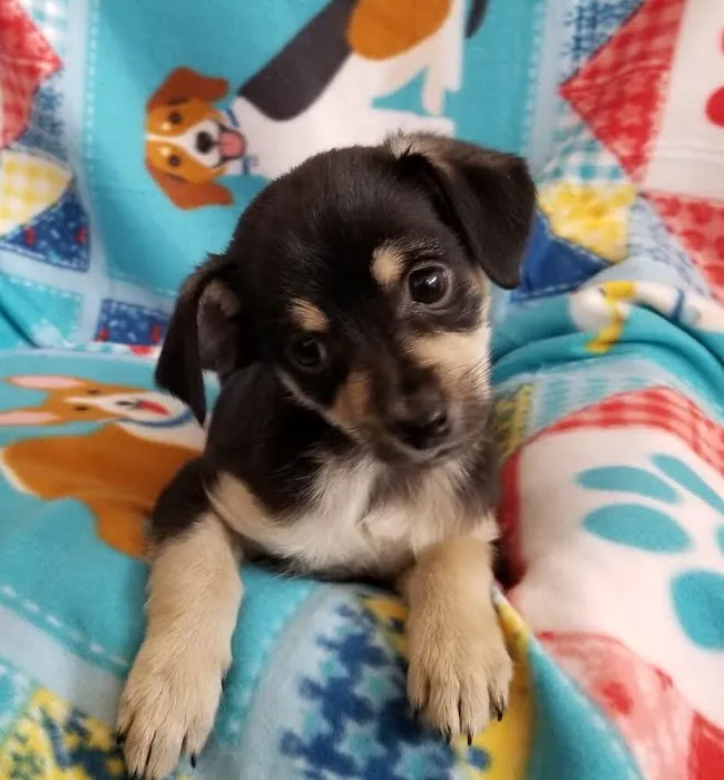 Fairview Animal Hospital Picture 8