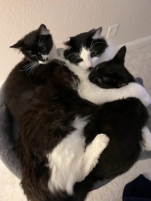 Brentwood Family Pet Care Picture 1
