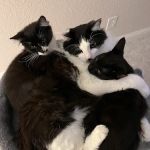 Brentwood Family Pet Care