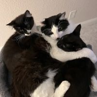 Brentwood Family Pet Care ico
