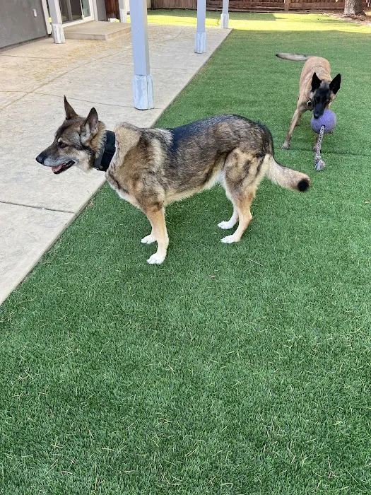 Brentwood Family Pet Care Picture 10