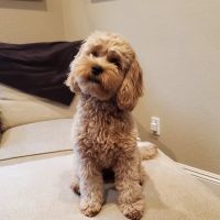 Brentwood Veterinary Hospital ico