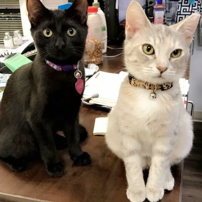 Central Boulevard Veterinary Hospital Picture 6
