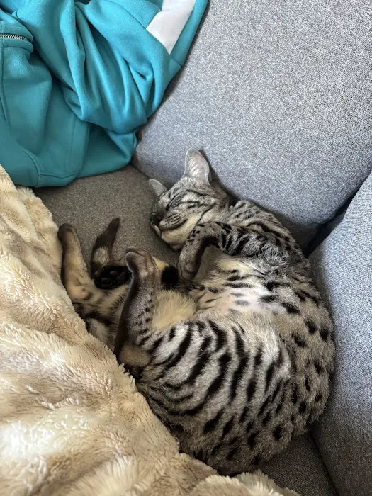 Bay Area Savannah Cats Picture 1