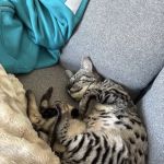 Bay Area Savannah Cats